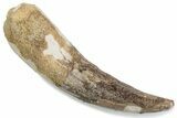 Fossil Spinosaurus Tooth - Real Dinosaur Tooth #376398-1